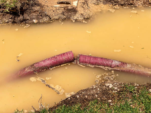 Best Carpet water damage restoration  in Plandome, NY